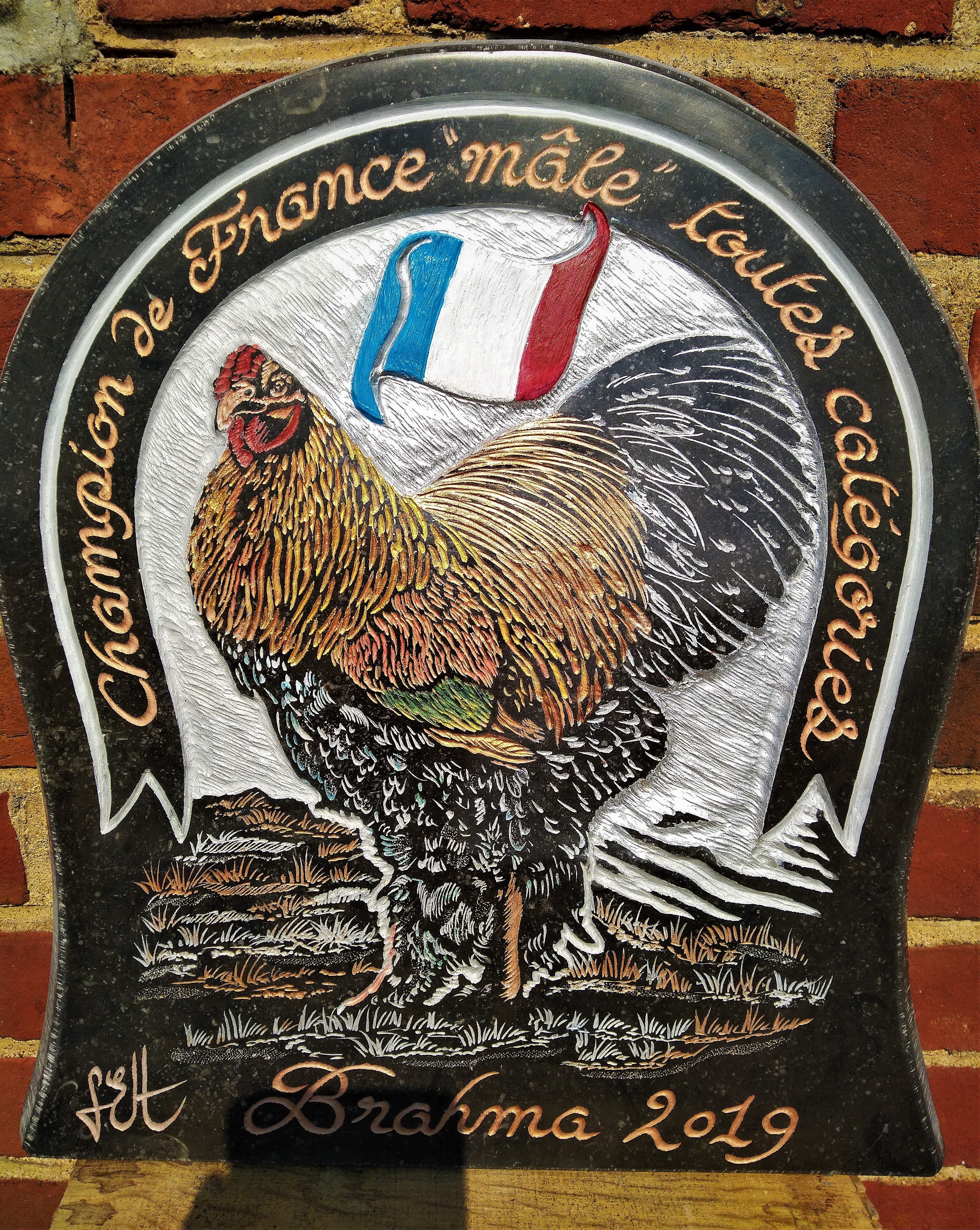 Trophée Coq Brahama