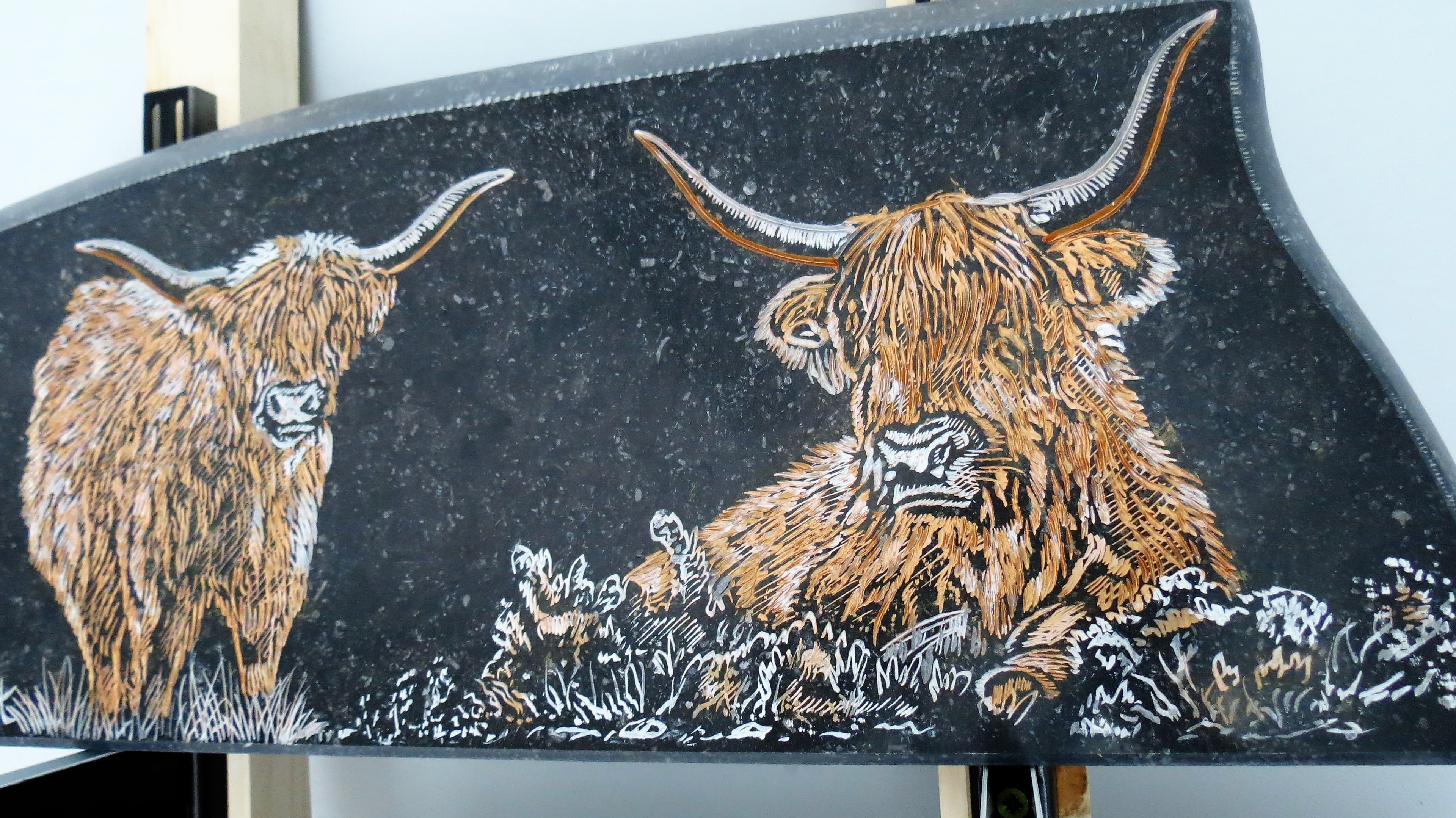 Vaches Ecossaises 'Highland' en Avesnois