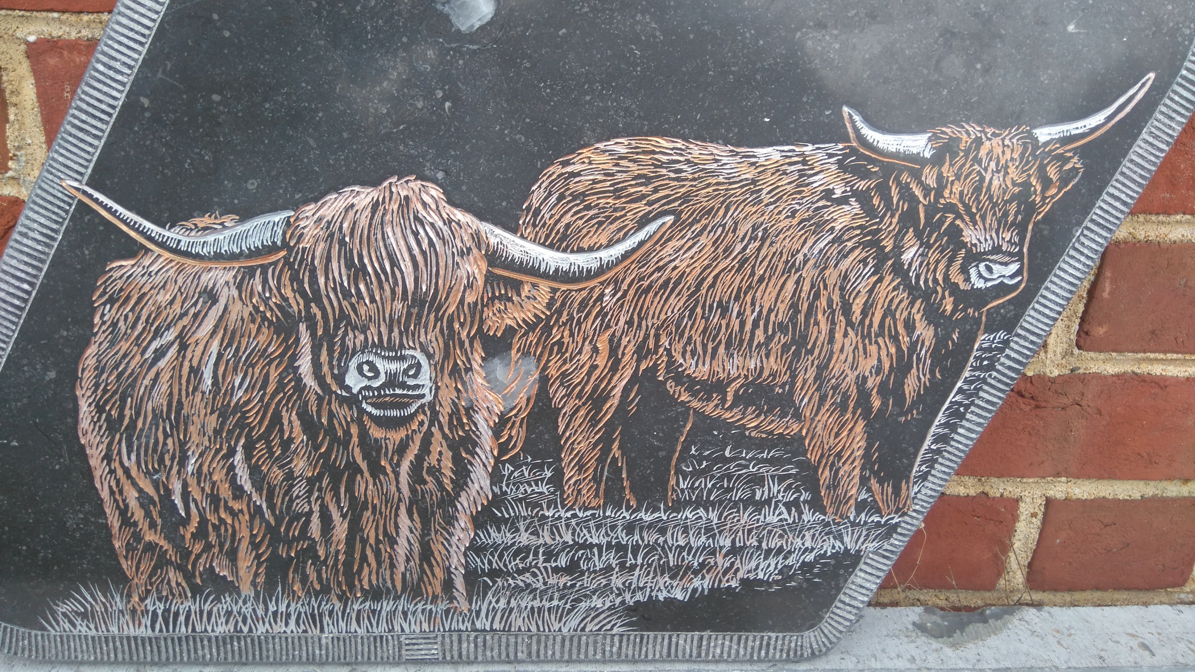 Vaches Ecossaises 'Highland' en Avesnois